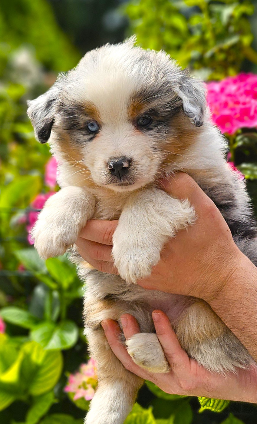 Of little by little - Chiots disponibles - Berger Américain Miniature 