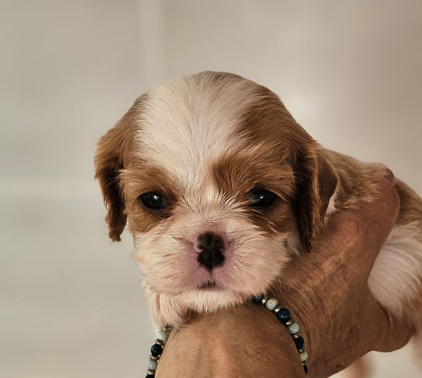 Of little by little - Chiots disponibles - Cavalier King Charles Spaniel