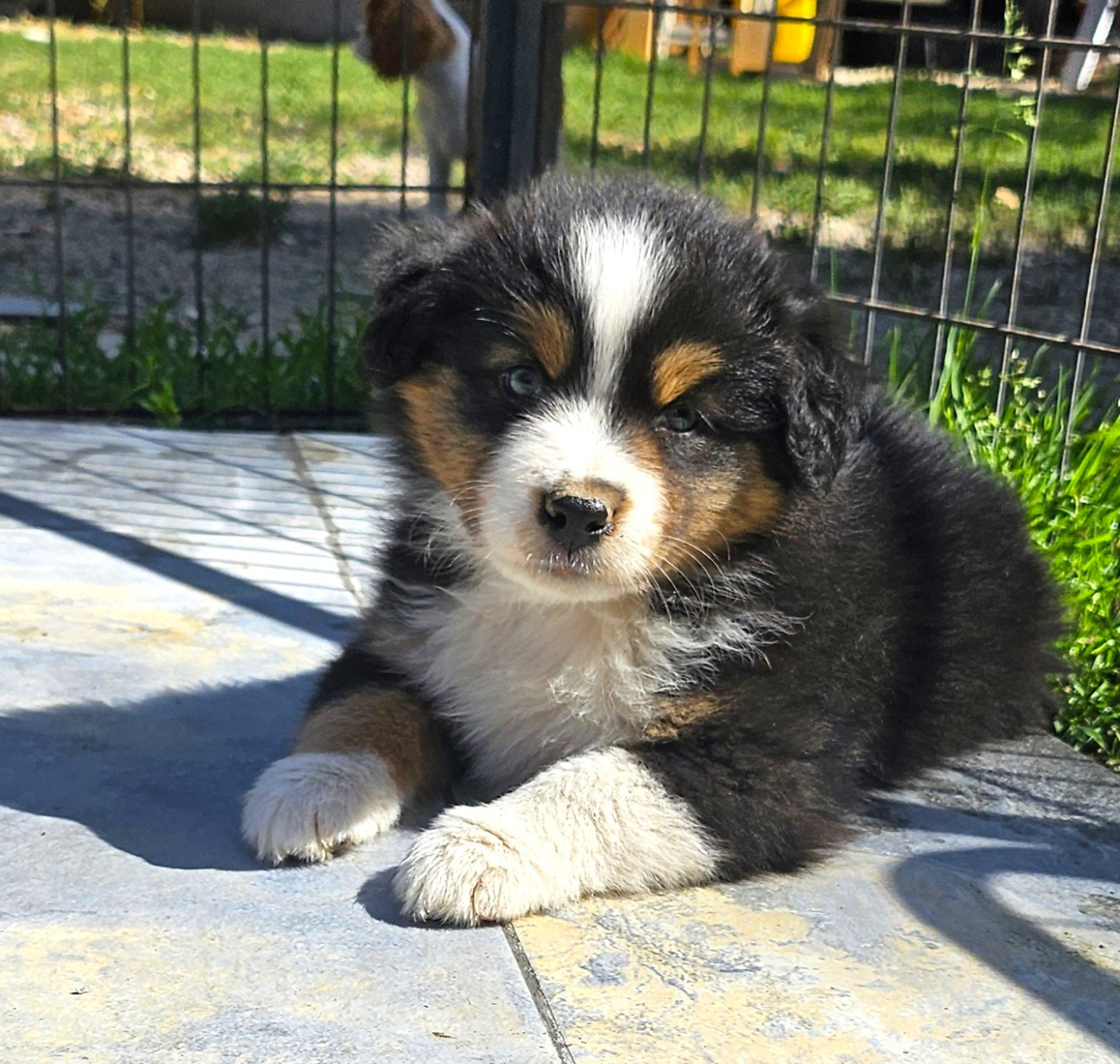 Of little by little - Chiots disponibles - Berger Américain Miniature 