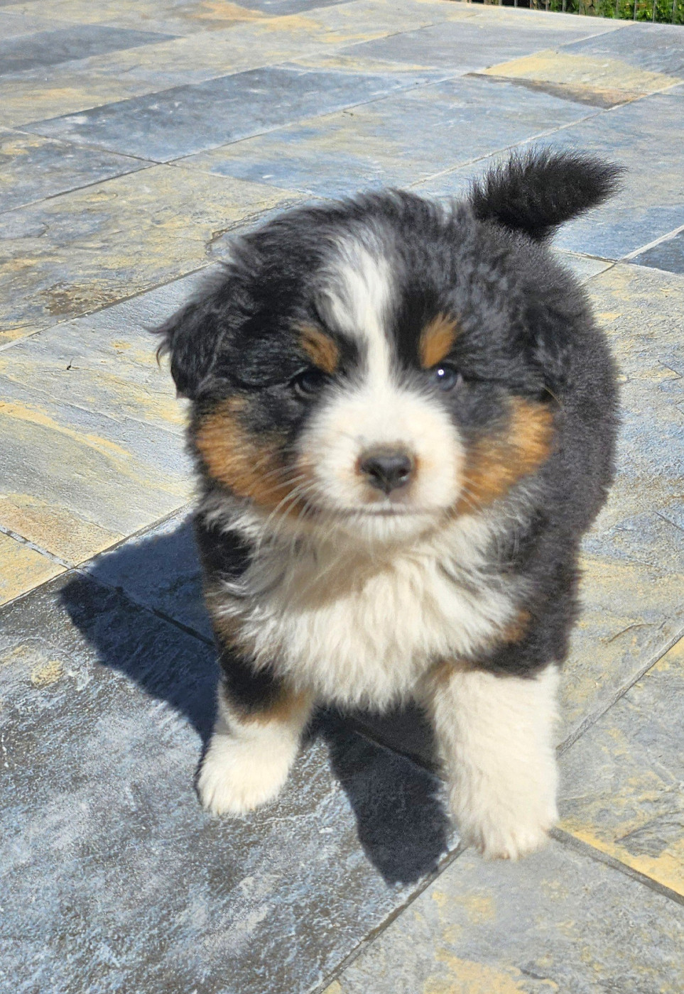 Of little by little - Chiots disponibles - Berger Américain Miniature 