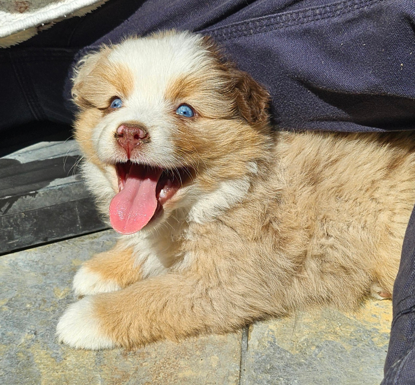 Of little by little - Chiots disponibles - Berger Américain Miniature 