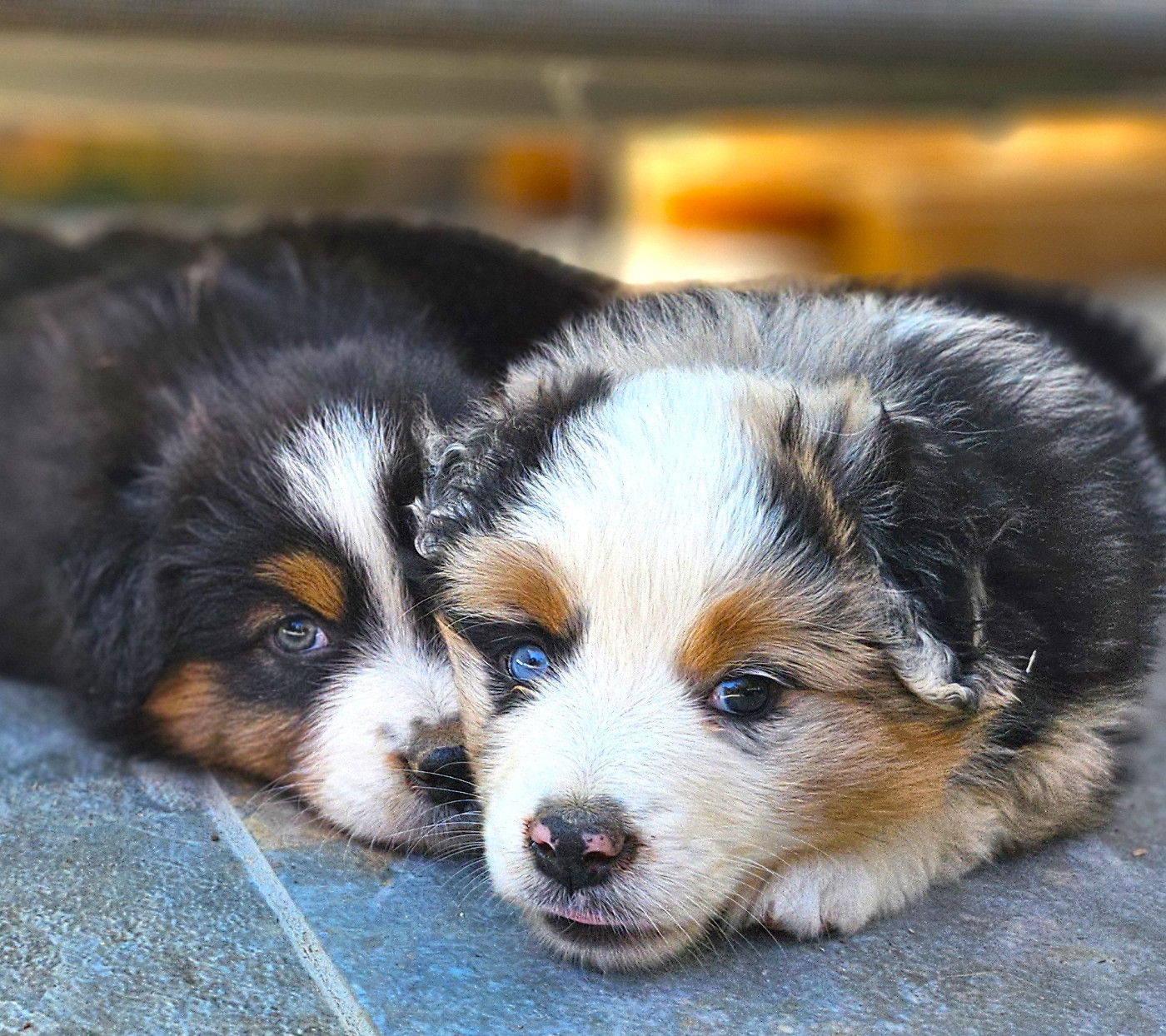 Of little by little - Chiots disponibles - Berger Américain Miniature 