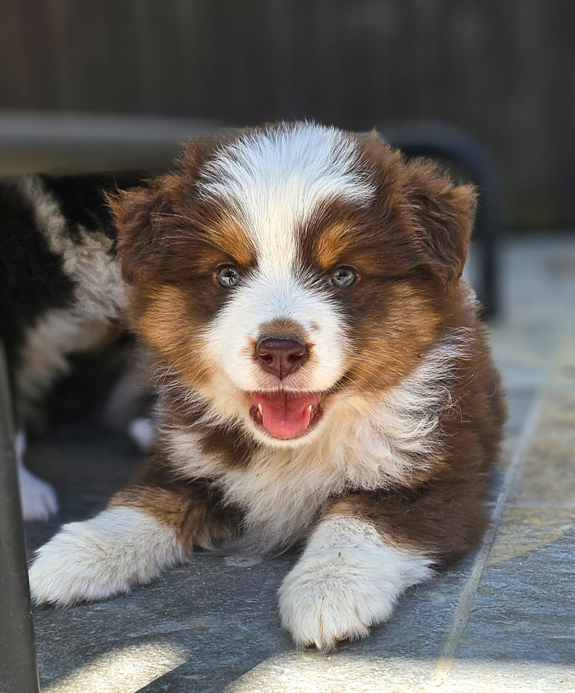 Of little by little - Chiots disponibles - Berger Américain Miniature 