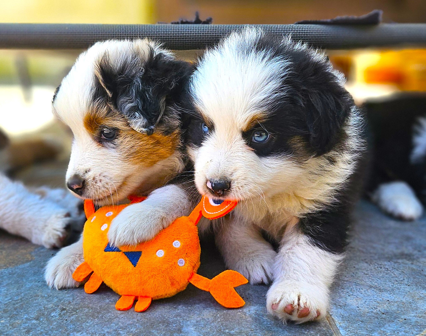 Of little by little - Chiots disponibles - Berger Américain Miniature 