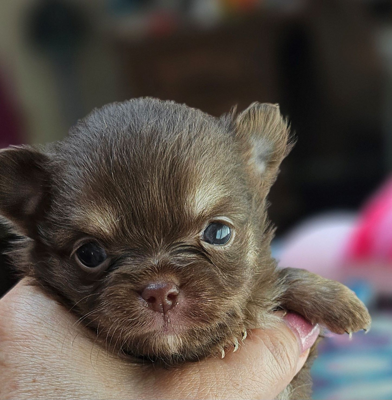 Of little by little - Chiots disponibles - Chihuahua