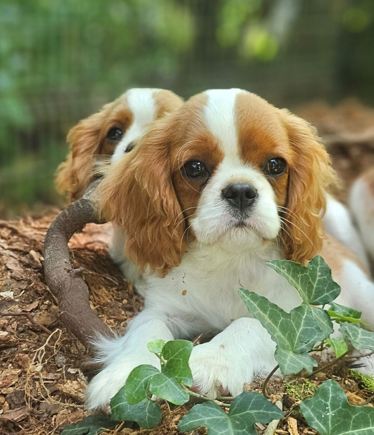 Of little by little - Chiots disponibles - Cavalier King Charles Spaniel