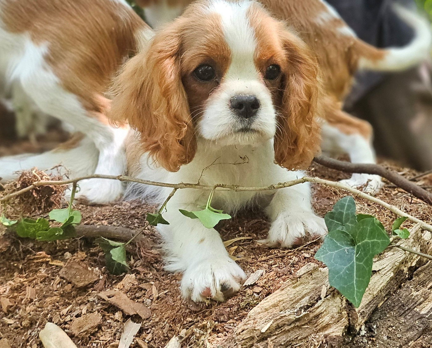 Of little by little - Chiots disponibles - Cavalier King Charles Spaniel