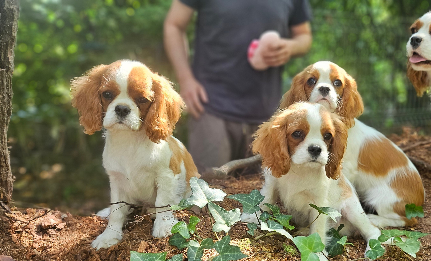 Of little by little - Cavalier King Charles Spaniel - Portée née le 06/03/2026