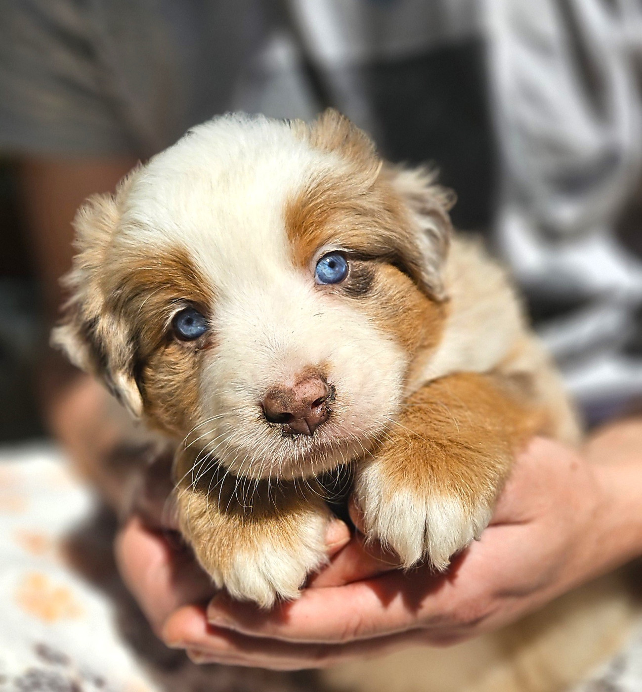 Chiot Berger Américain Miniature  Of little by little