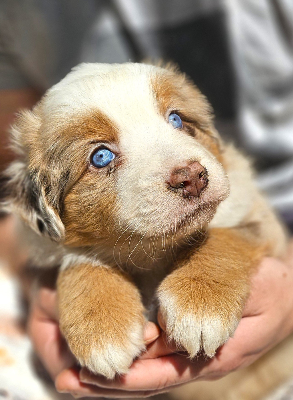 Of little by little - Chiots disponibles - Berger Américain Miniature 