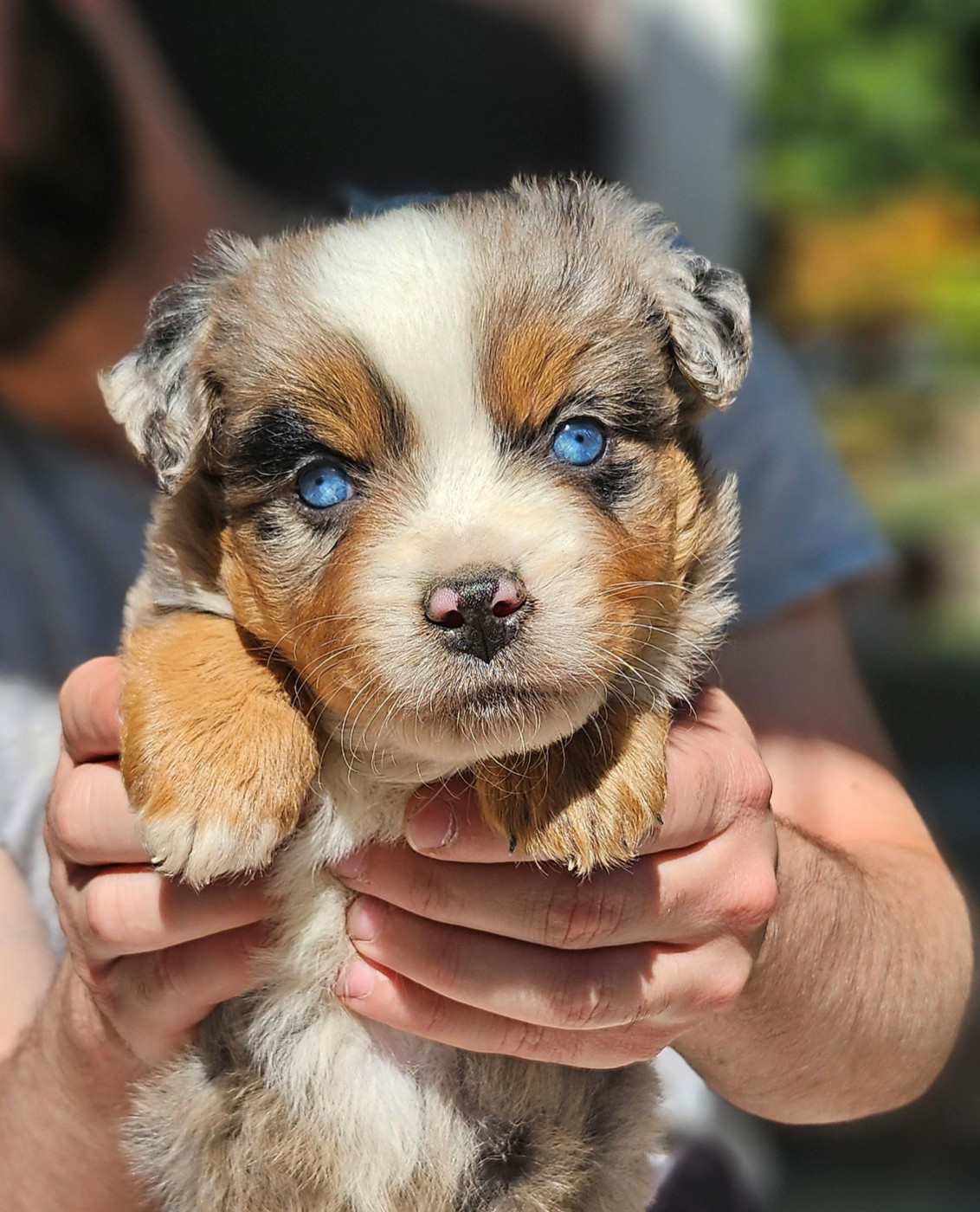 Of little by little - Chiots disponibles - Berger Américain Miniature 