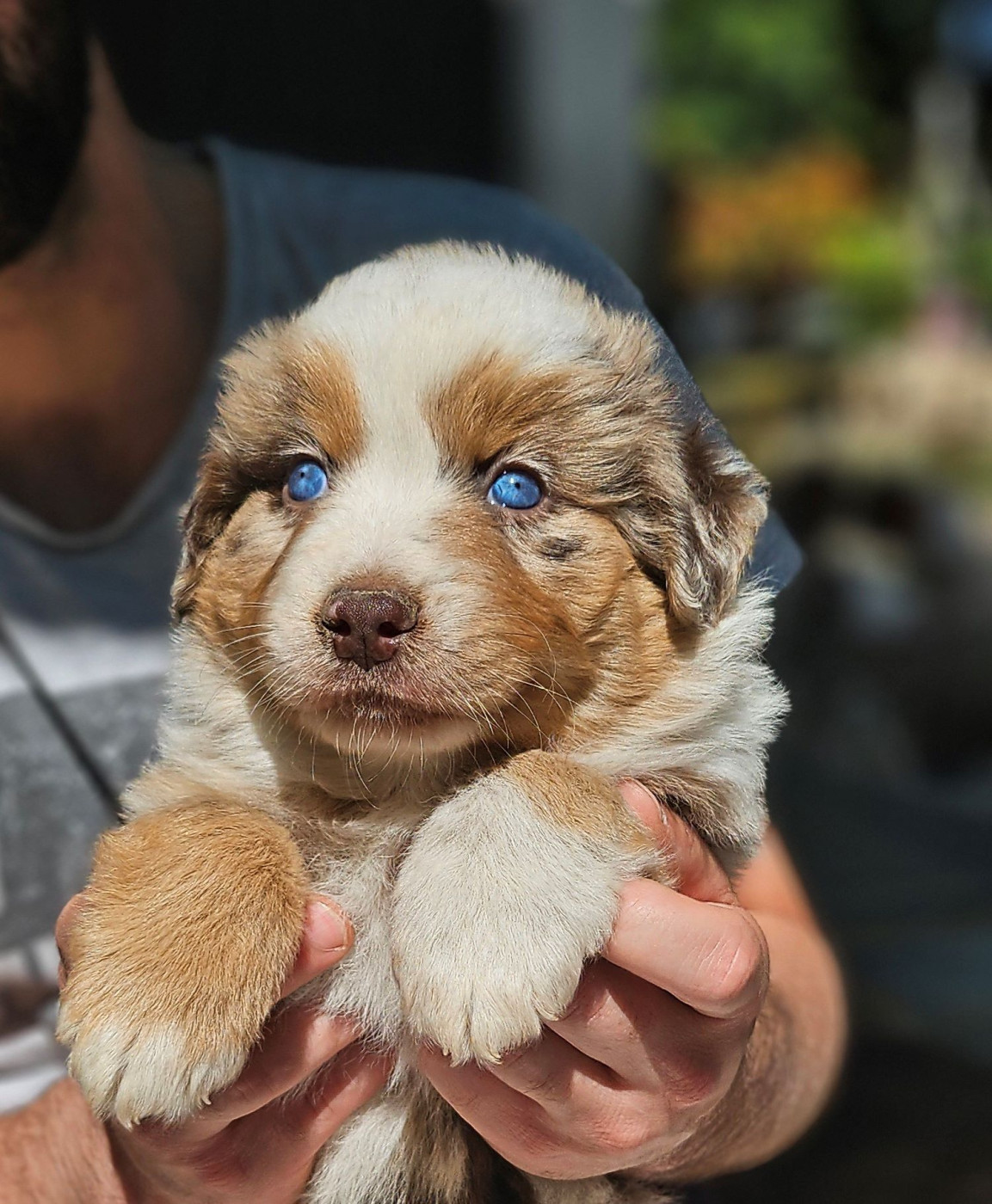 Of little by little - Chiots disponibles - Berger Américain Miniature 