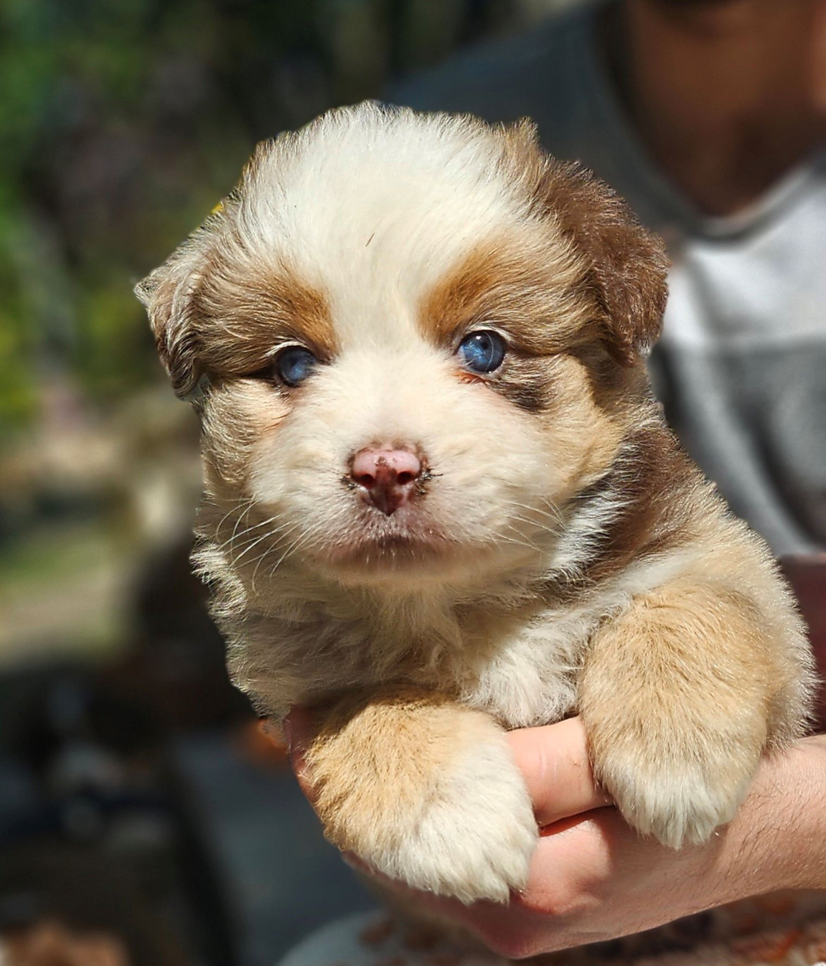 Of little by little - Chiots disponibles - Berger Américain Miniature 