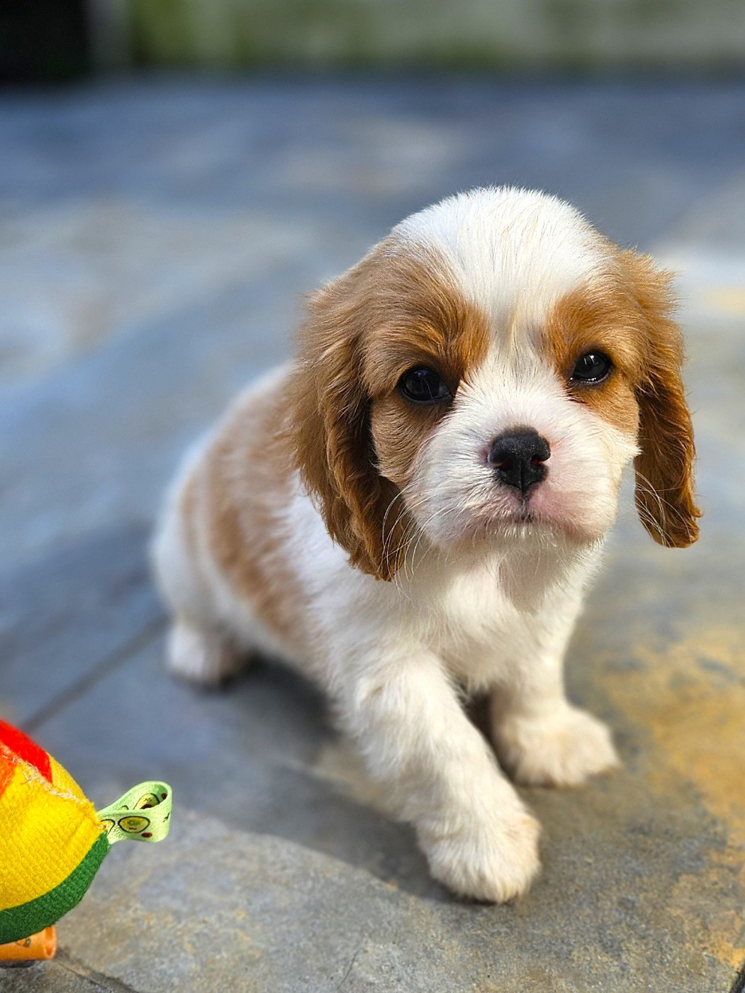 Of little by little - Chiots disponibles - Cavalier King Charles Spaniel