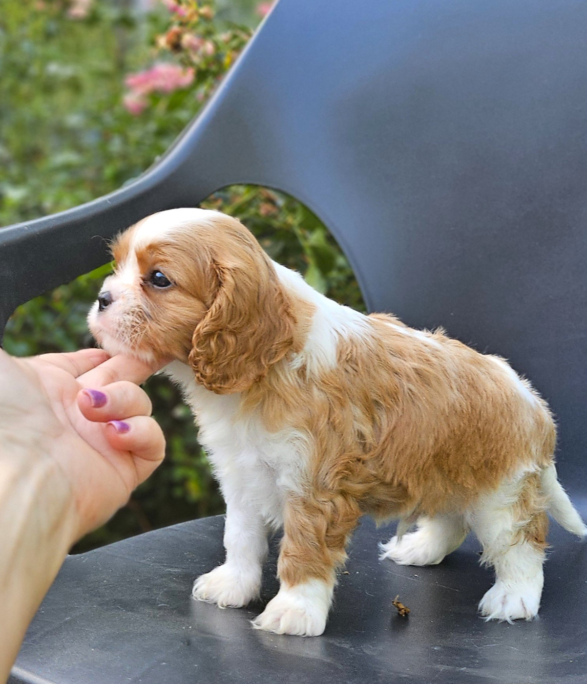 Of little by little - Chiots disponibles - Cavalier King Charles Spaniel