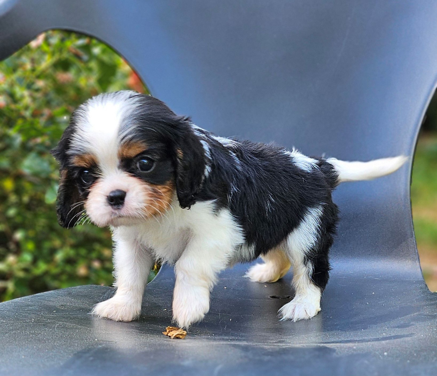 Of little by little - Chiots disponibles - Cavalier King Charles Spaniel
