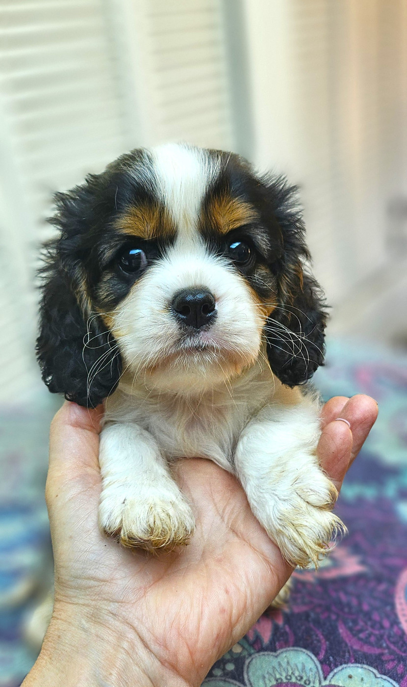 Of little by little - Chiots disponibles - Cavalier King Charles Spaniel