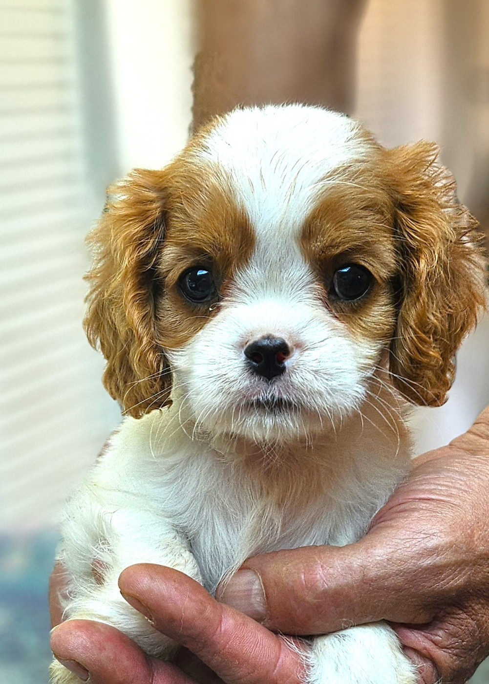 Of little by little - Chiots disponibles - Cavalier King Charles Spaniel