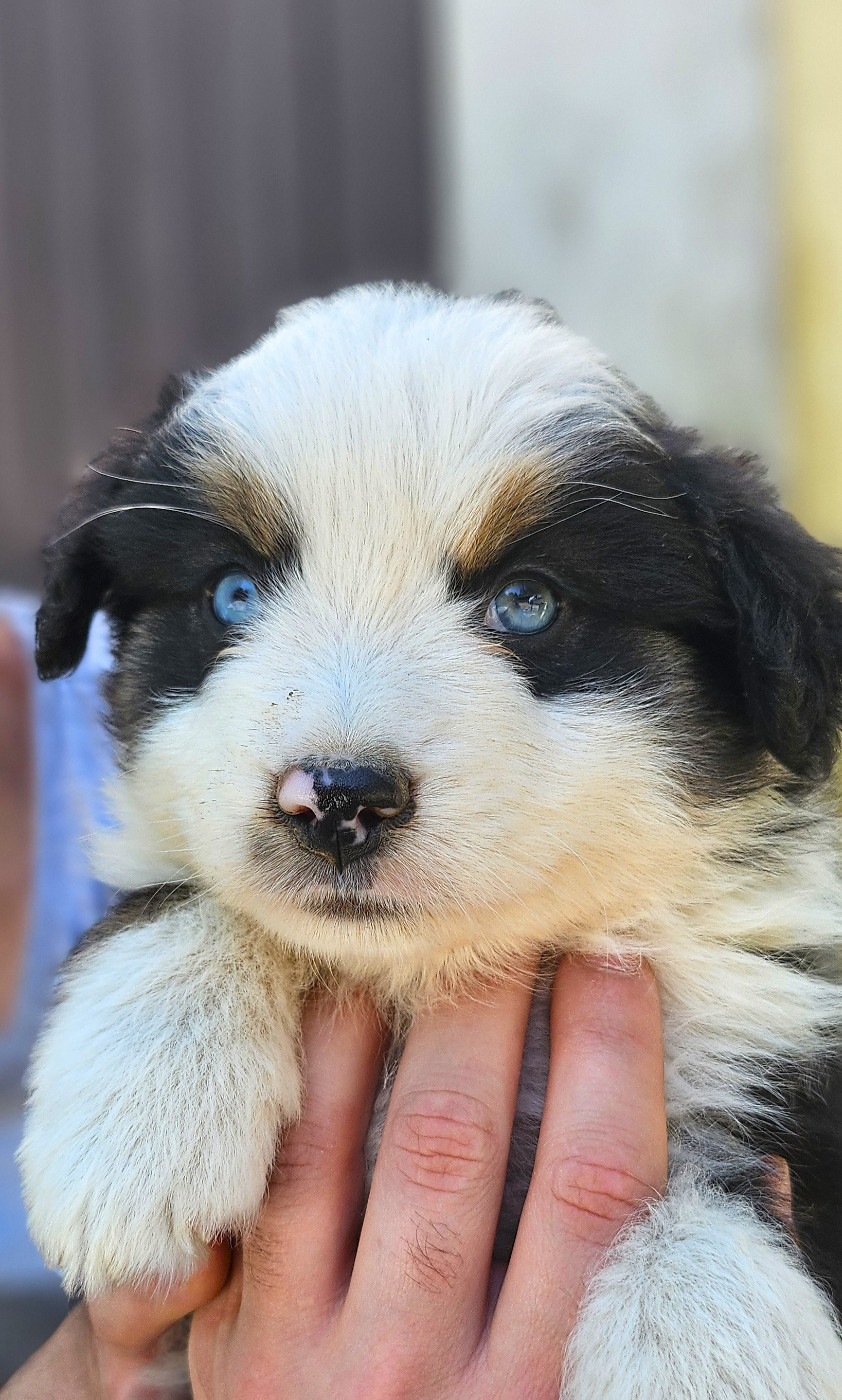 Of little by little - Chiots disponibles - Berger Américain Miniature 