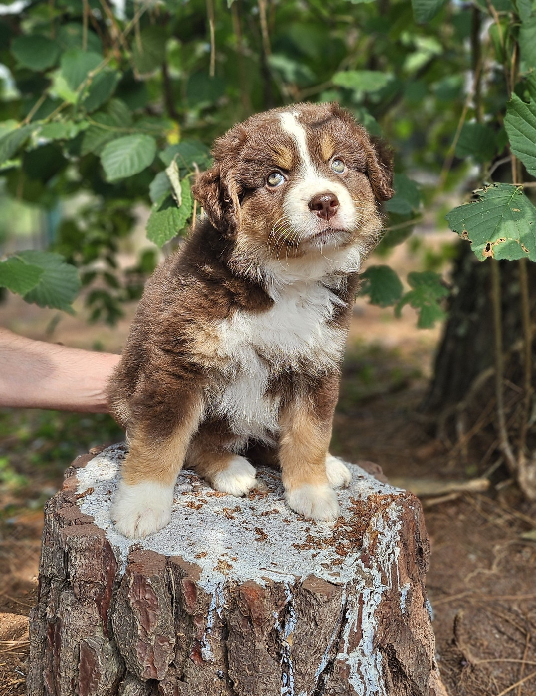 Of little by little - Chiots disponibles - Berger Américain Miniature 