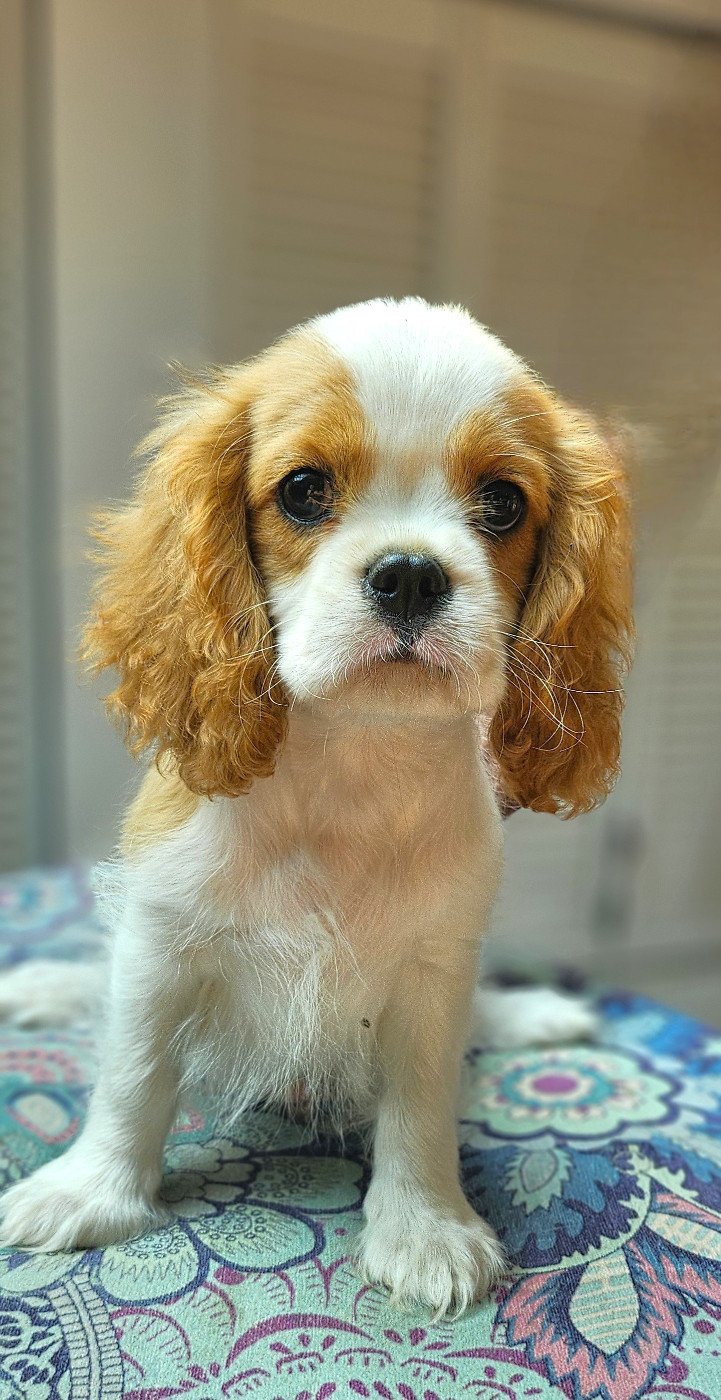 Of little by little - Chiots disponibles - Cavalier King Charles Spaniel