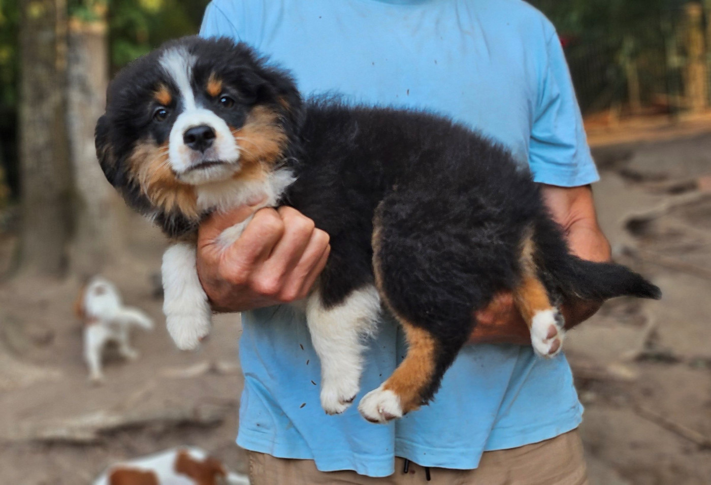 Of little by little - Chiots disponibles - Berger Américain Miniature 
