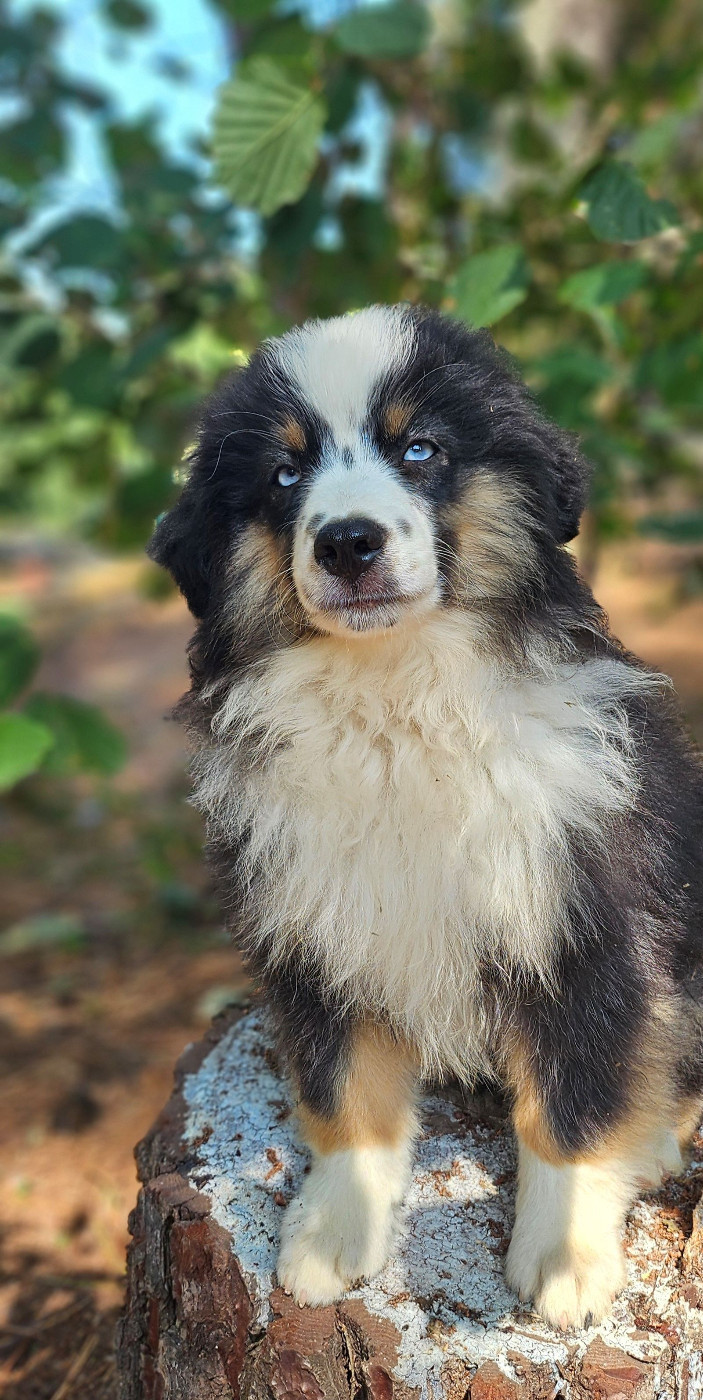 Of little by little - Chiots disponibles - Berger Américain Miniature 