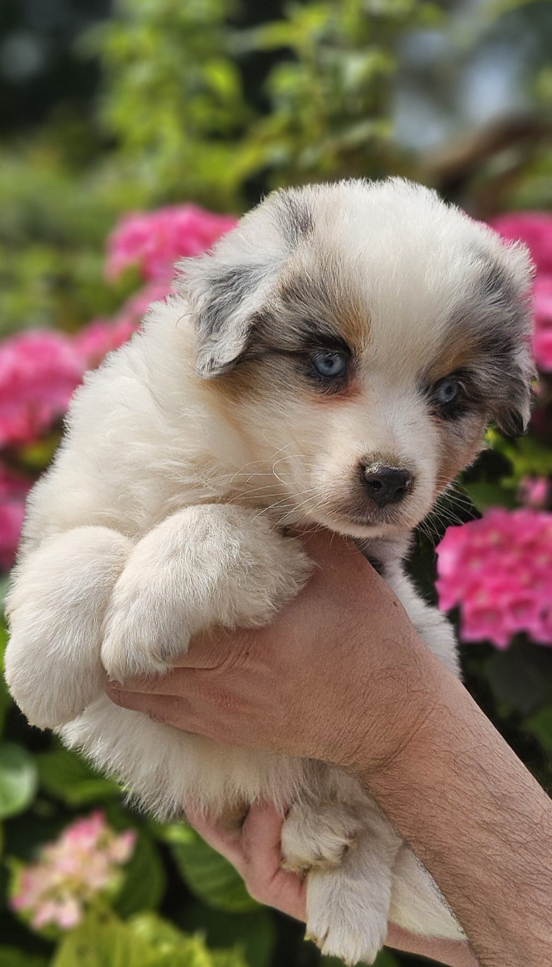 Of little by little - Chiots disponibles - Berger Américain Miniature 