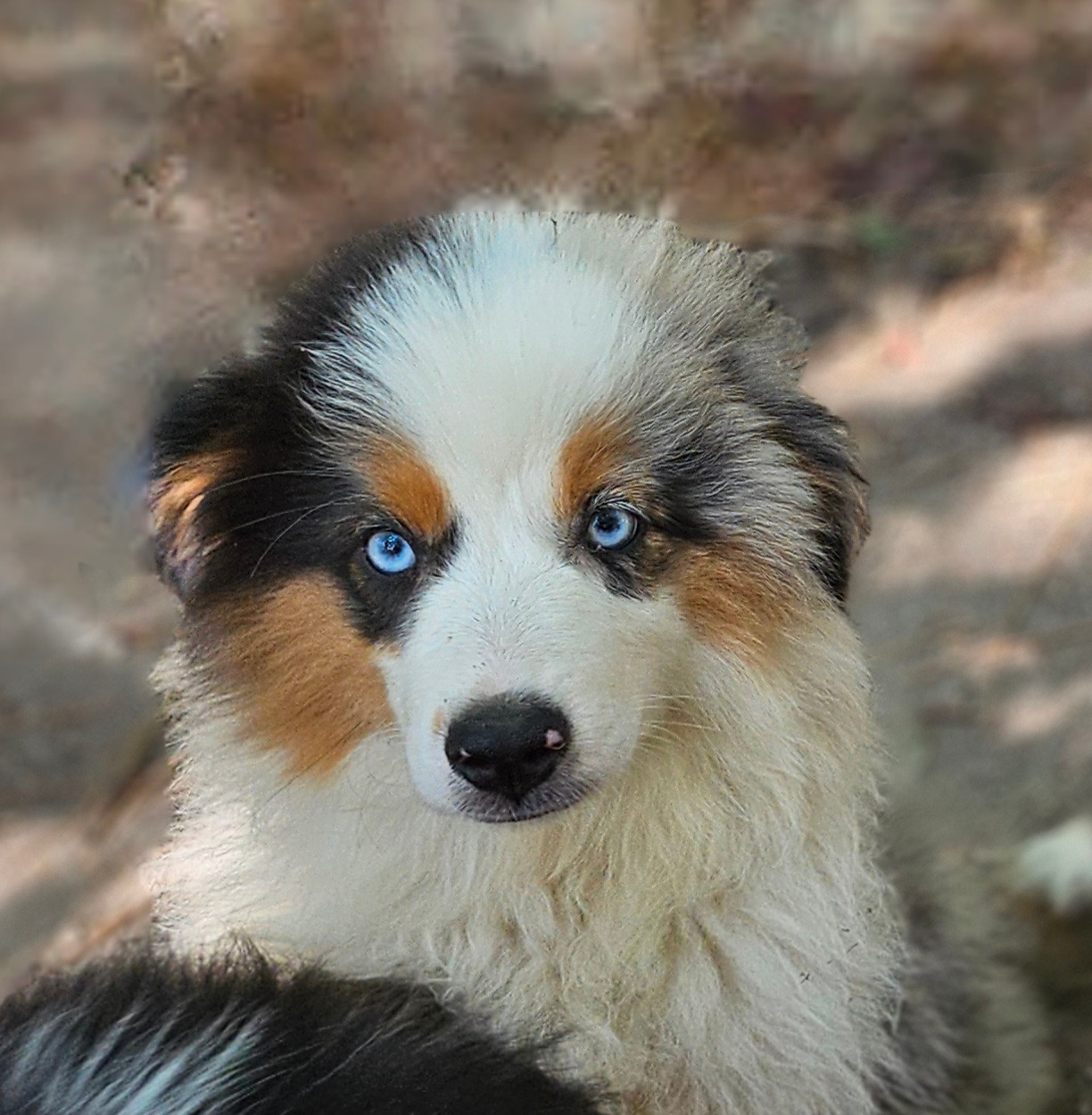 Of little by little - Chiots disponibles - Berger Américain Miniature 
