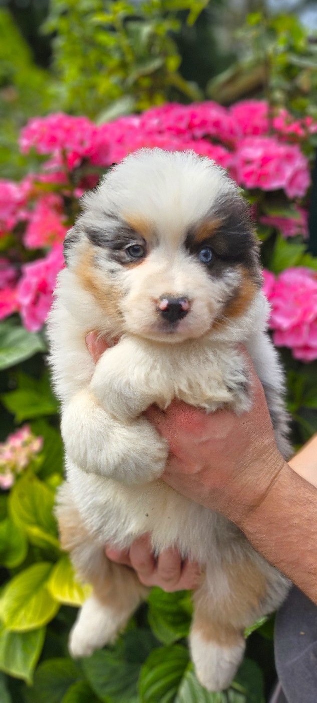 Of little by little - Chiots disponibles - Berger Américain Miniature 