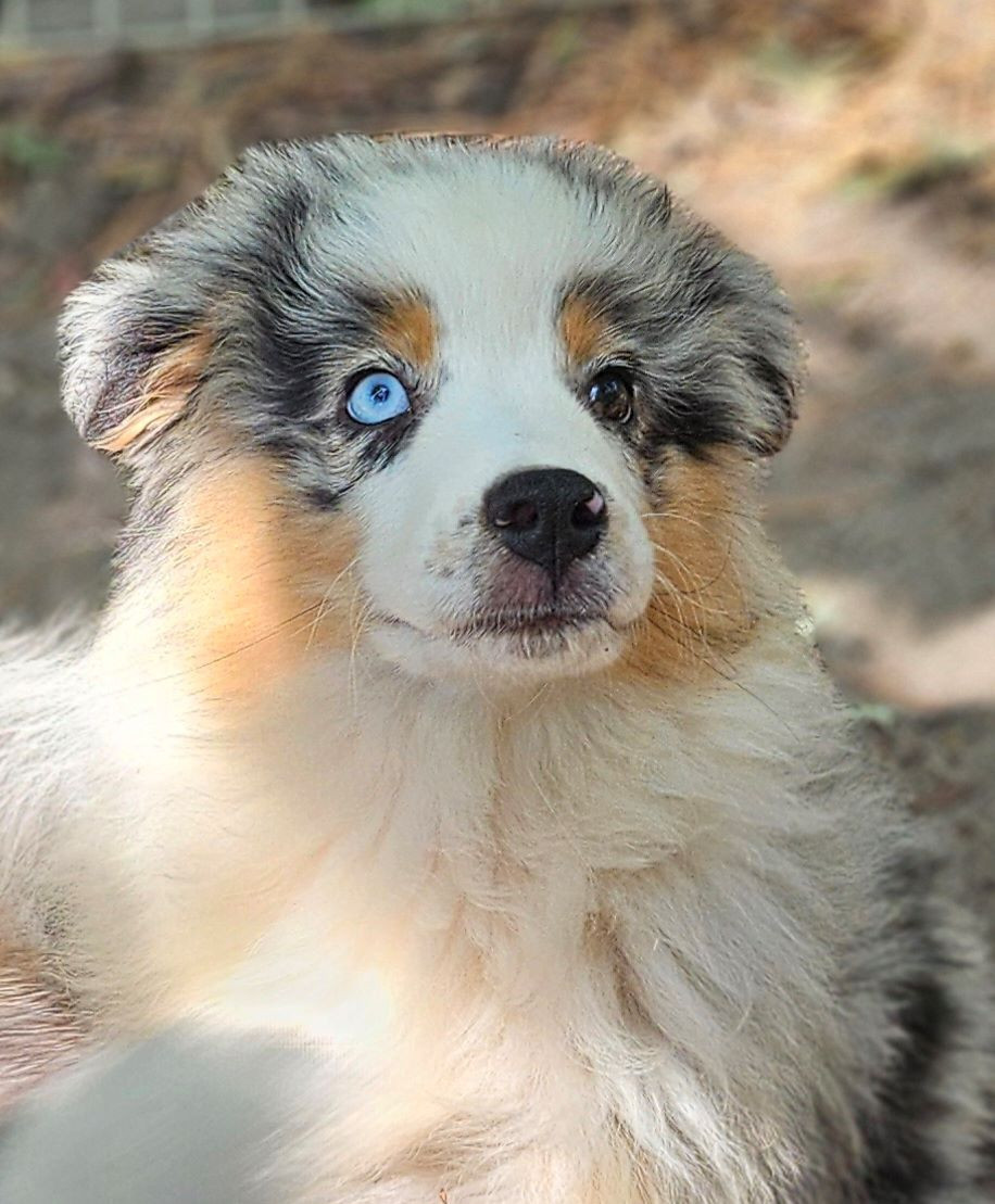 Of little by little - Chiots disponibles - Berger Américain Miniature 