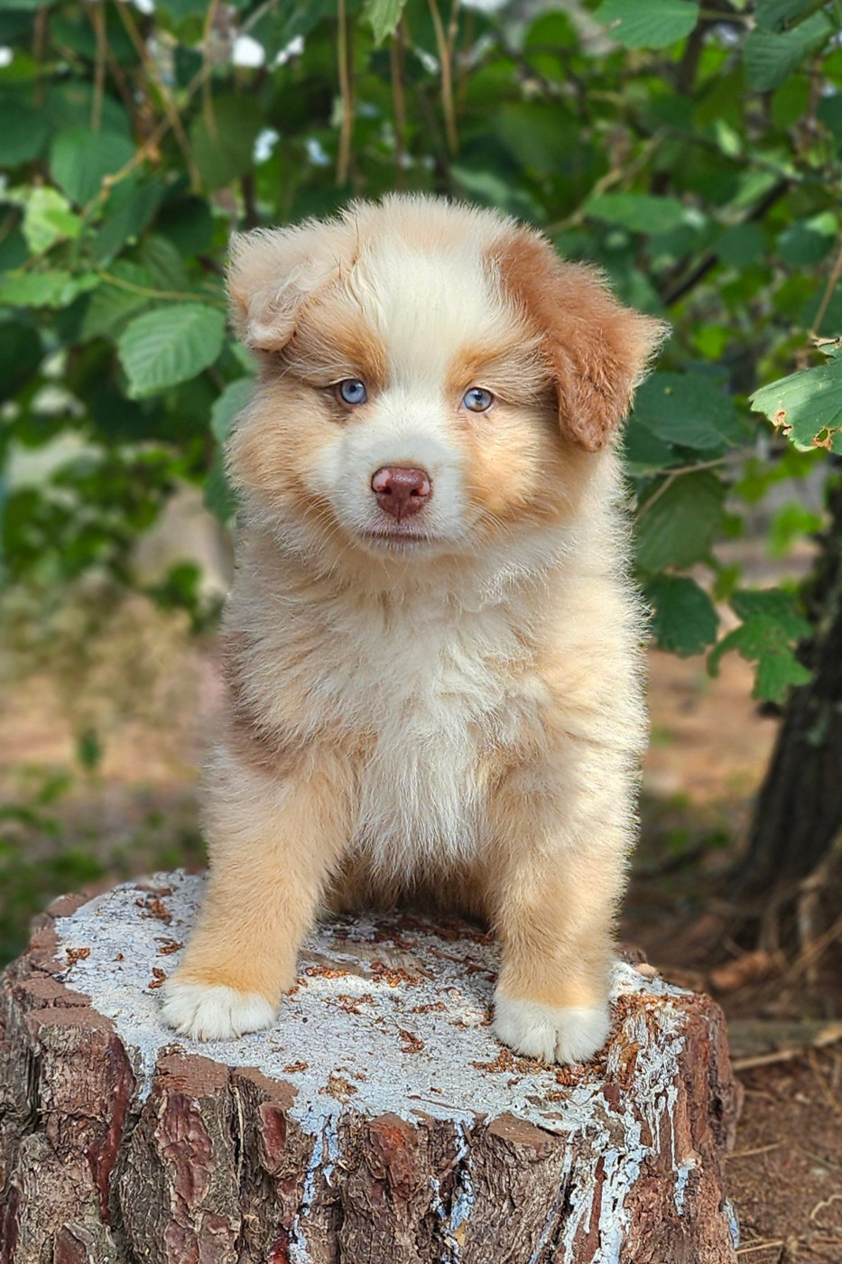 Of little by little - Chiots disponibles - Berger Américain Miniature 