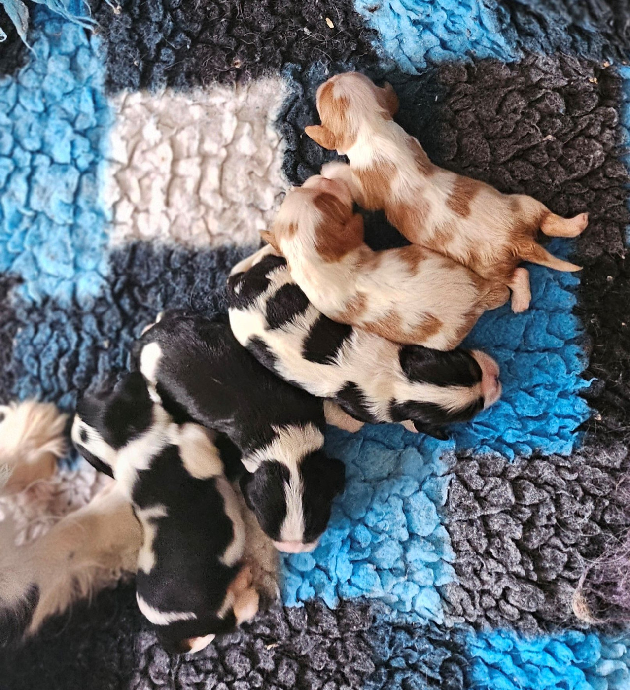 Chiot Cavalier King Charles Spaniel Of little by little
