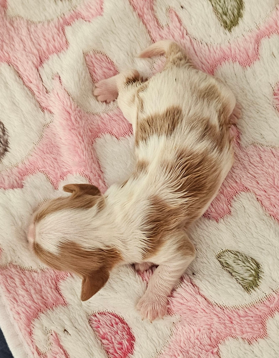 Of little by little - Chiots disponibles - Cavalier King Charles Spaniel
