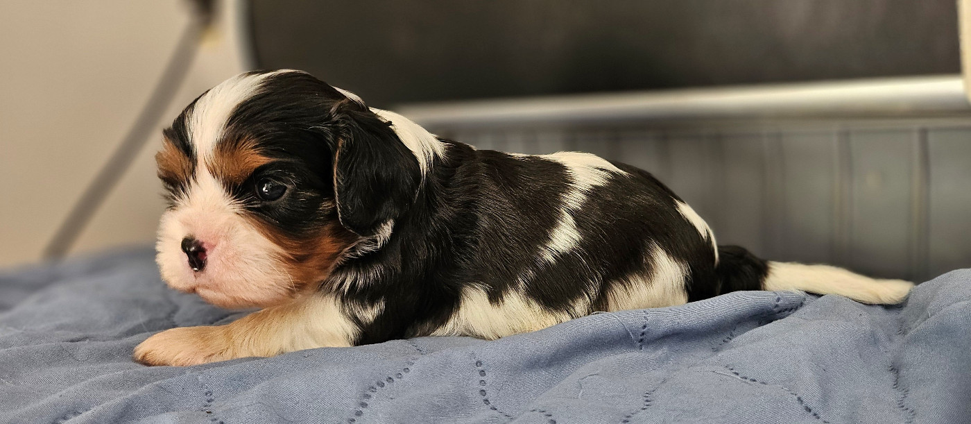Of little by little - Chiots disponibles - Cavalier King Charles Spaniel