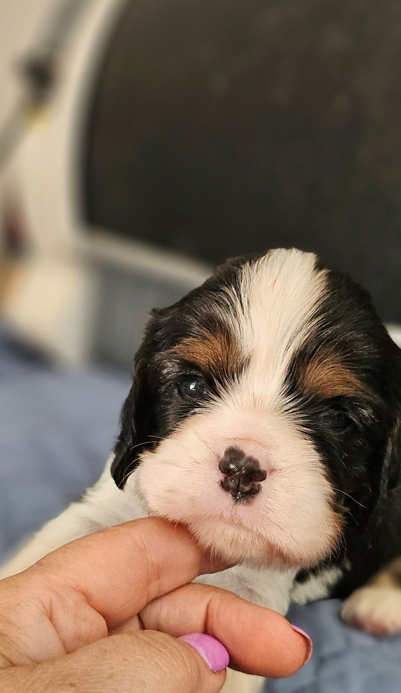Of little by little - Chiots disponibles - Cavalier King Charles Spaniel