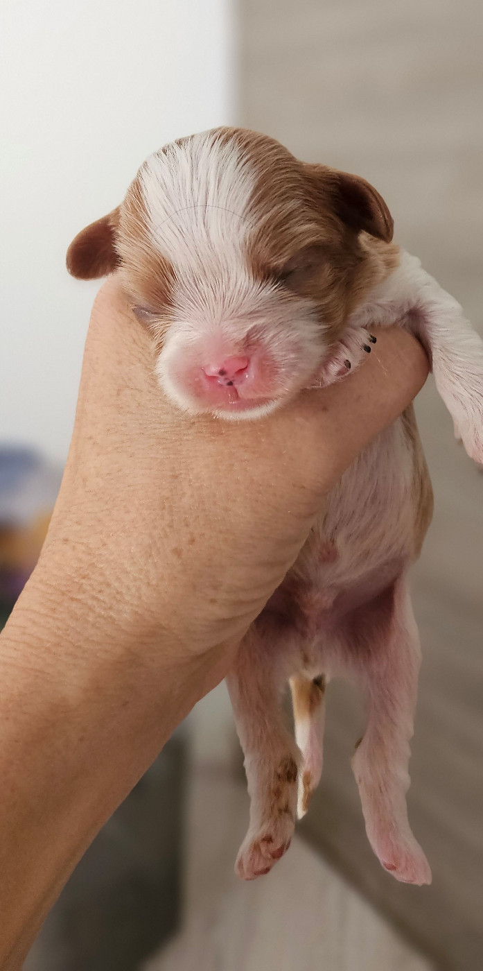 Of little by little - Chiots disponibles - Cavalier King Charles Spaniel