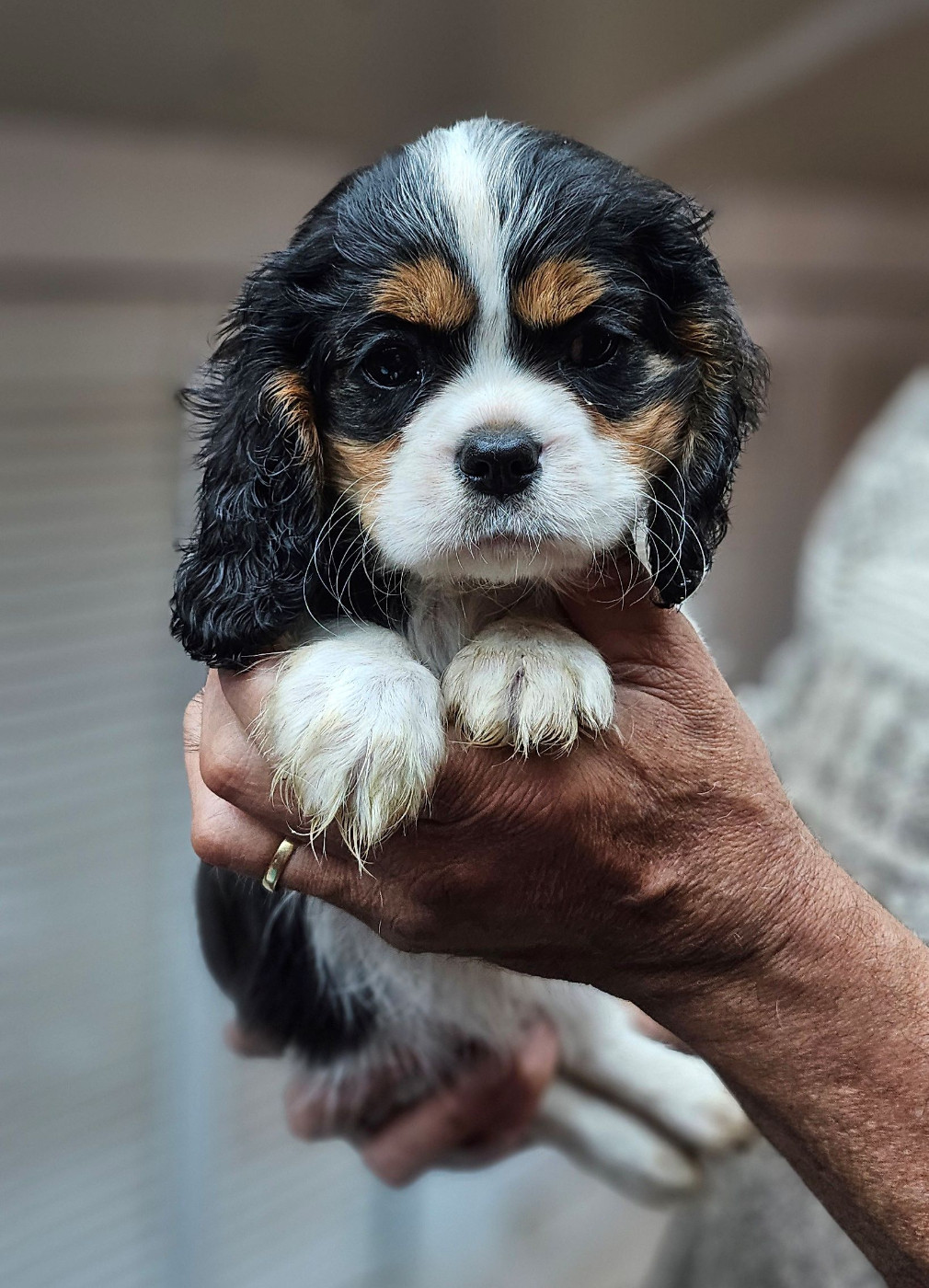 Of little by little - Chiots disponibles - Cavalier King Charles Spaniel