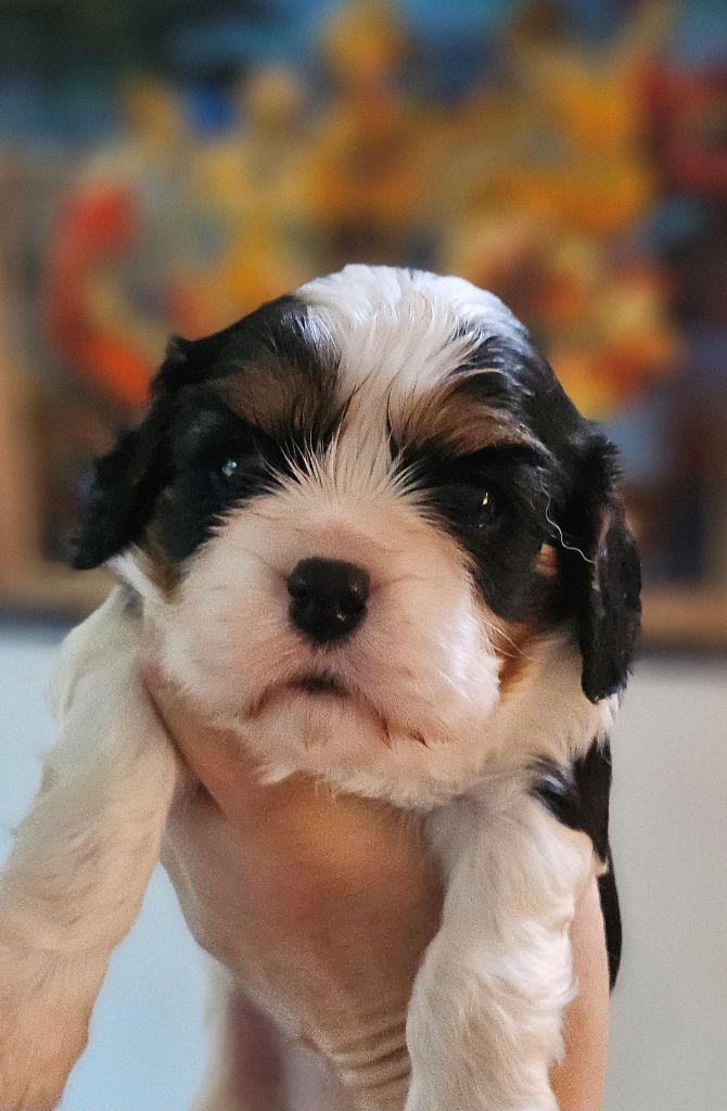 Of little by little - Chiots disponibles - Cavalier King Charles Spaniel