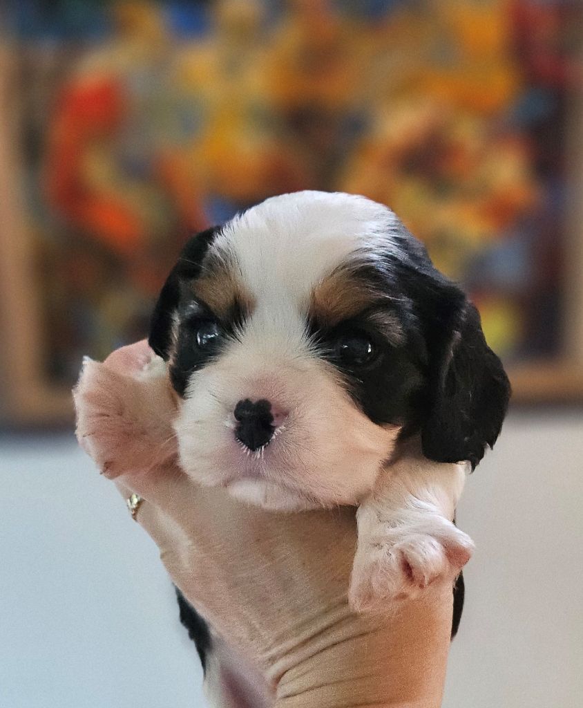 Of little by little - Chiots disponibles - Cavalier King Charles Spaniel