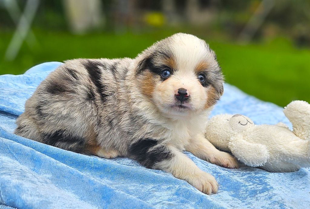 Of little by little - Chiots disponibles - Berger Américain Miniature 