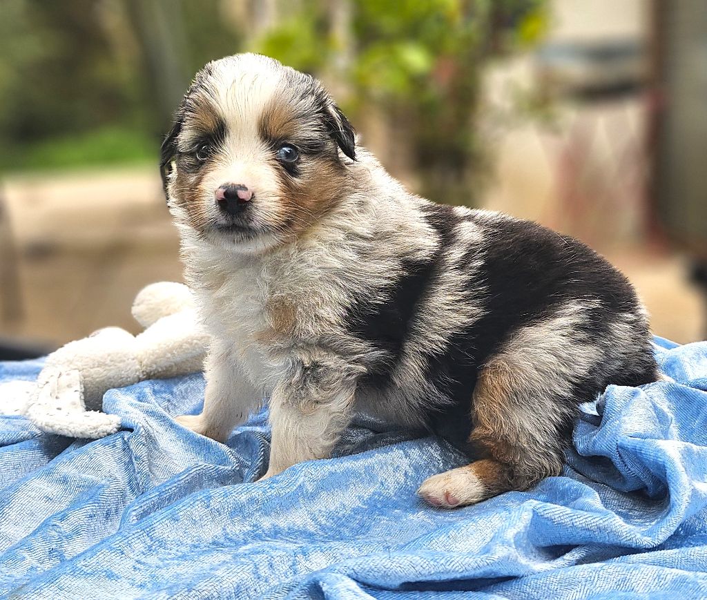 Of little by little - Chiots disponibles - Berger Américain Miniature 