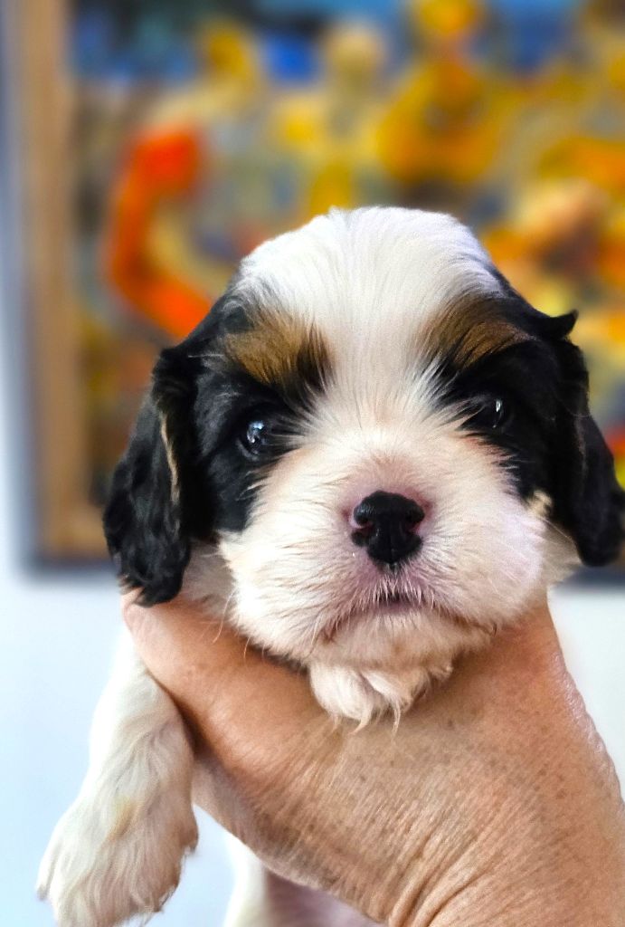 Of little by little - Chiots disponibles - Cavalier King Charles Spaniel