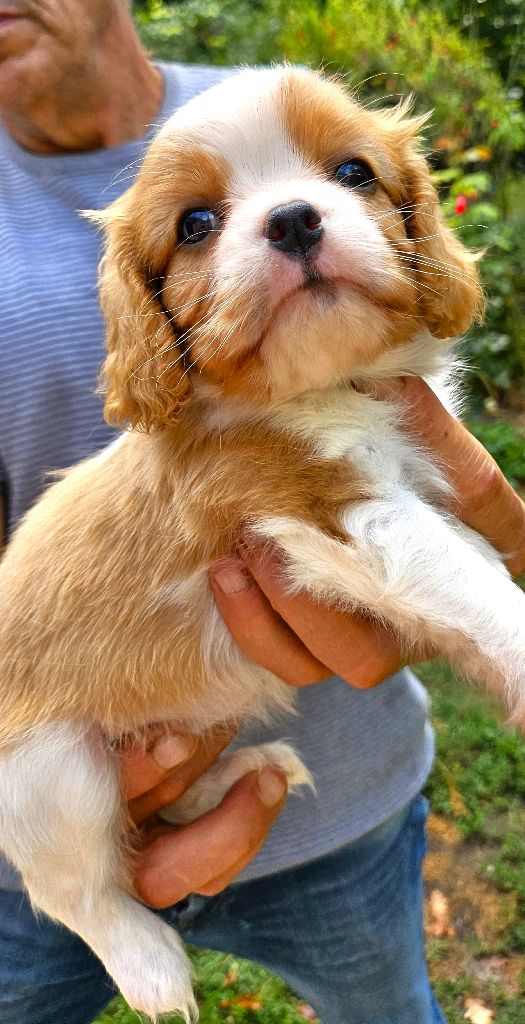 Of little by little - Cavalier King Charles Spaniel - Portée née le 19/07/2025