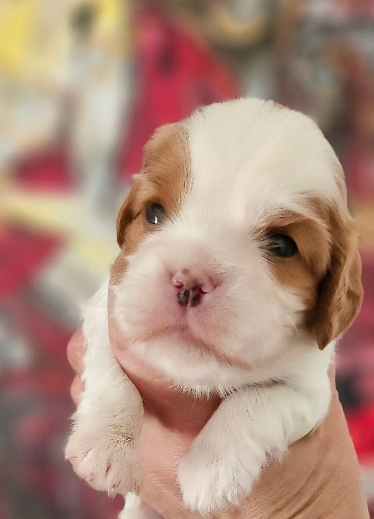 Of little by little - Chiots disponibles - Cavalier King Charles Spaniel