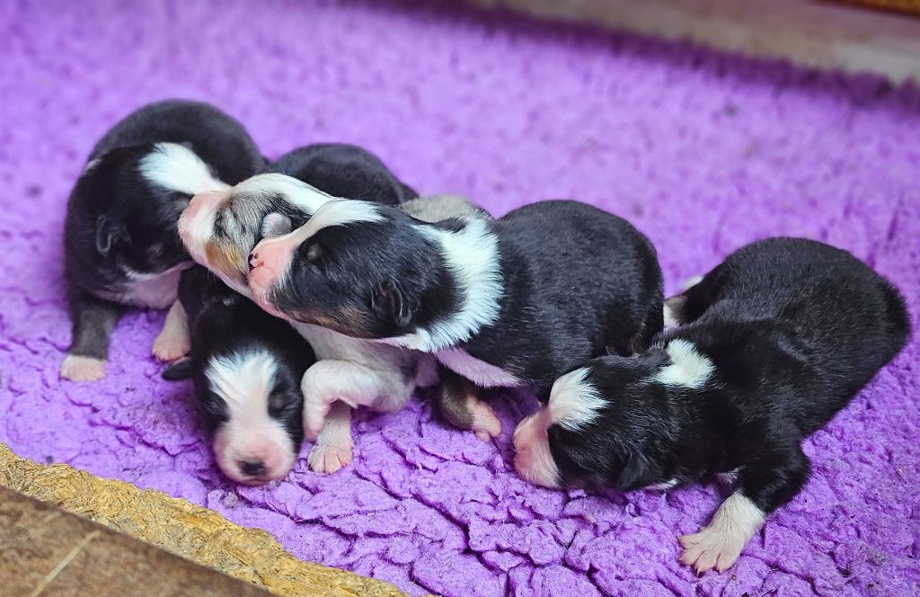 Of little by little - Chiots disponibles - Berger Américain Miniature 