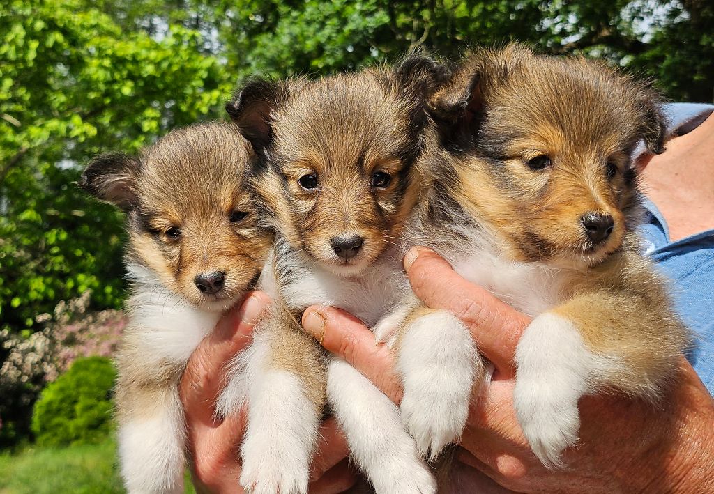 Chiot Shetland Sheepdog Of little by little