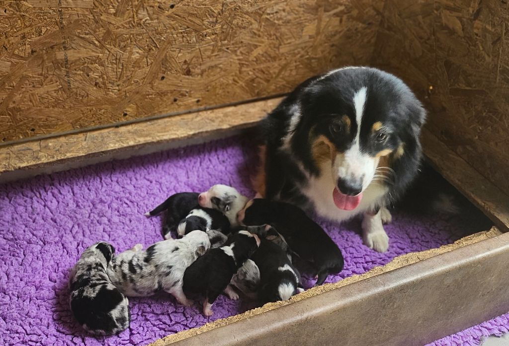 Of little by little - Berger Américain Miniature  - Portée née le 06/09/2025