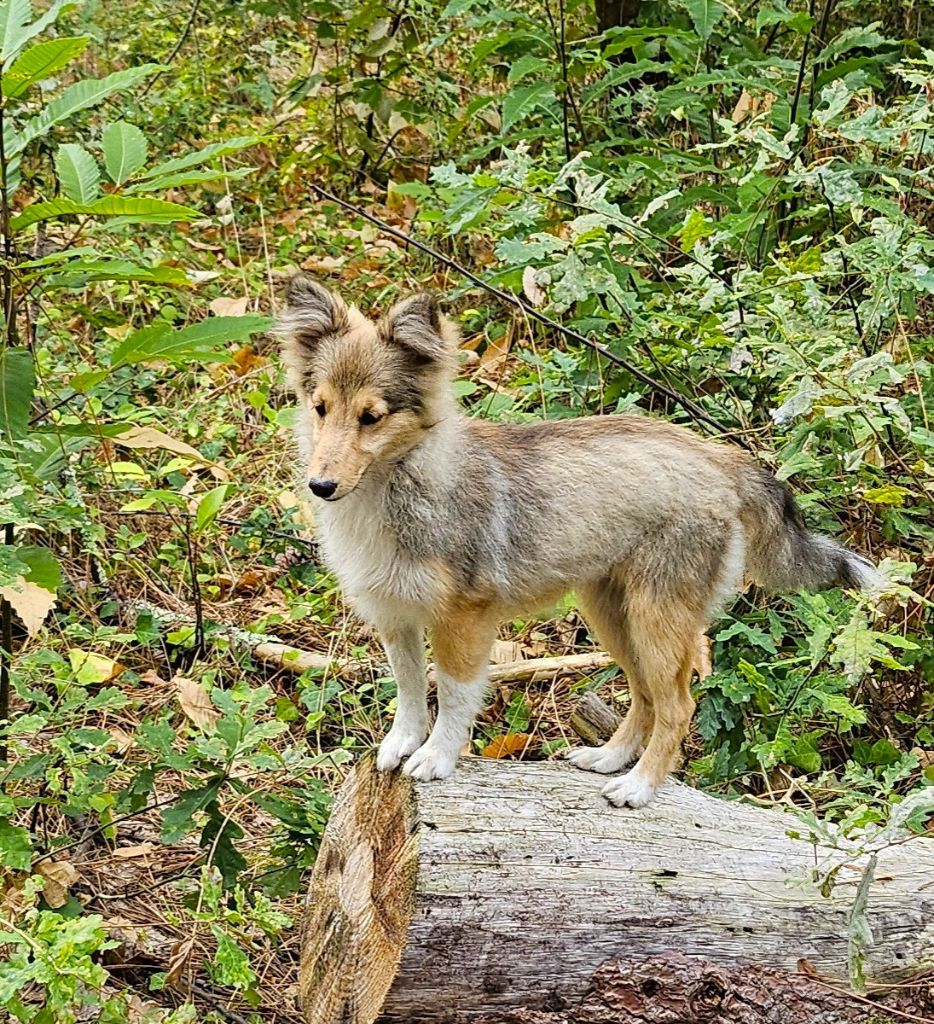 Of little by little - Chiots disponibles - Shetland Sheepdog