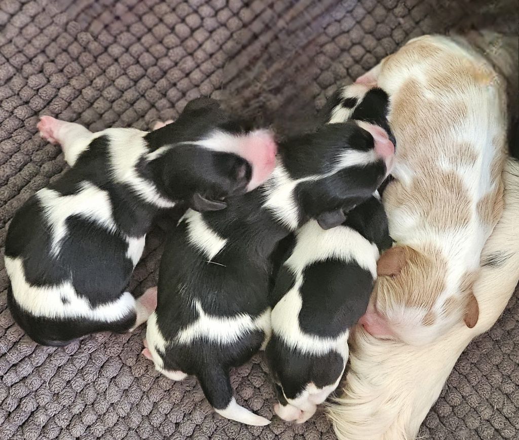 Chiot Cavalier King Charles Spaniel Of little by little